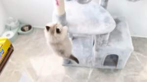 PC-388 ไม้ตกแมว ไม้ล่อแมว หนูตาโต หางยาวสุดคิวท์ มีเสียงกระดิ่ง ของเล่นแมว ของเล่นฝึกทักษะ ราคาถูก พร้อมส่ง