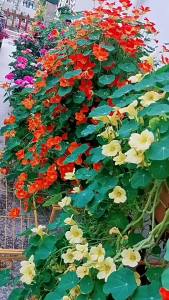 ลูกดอกไม้ Nasturtium ต้นกล้าดอกไม้ที่บานในฤดูใบไม้ผลิและฤดูหนาว ดอกไม้ในกระถางที่ง่ายต่อการปลูกและดูแล ลูกดอกไม้กลางแจ้ง