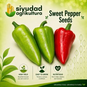 Repacked Bell Pepper Seeds | High Yield Sweet Pepper Vegetable Seeds for Garden Filipino Home Garden Backyard Gardening & Urban Farming | Easy to Plant Grow and Harvest | Fresh Vegetable Seeds for Beginners