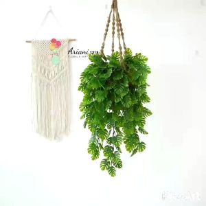 cinta daun monstera/ Philadelphia import murah tanaman indoor