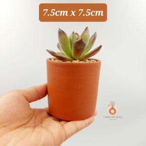 Chậu đất nung chậu sen đá - Trụ 75 miệng chậu 7.5cm chiều cao 7.5cm