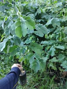 ต้นจามจุรี หรือก้ามปู แพ๊ค10ต้น200บาทพร้อมปลูก