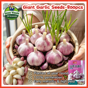 100% Legit High Germination 800pcs Giant Garlic Seeds for Planting Vegetables Plants Garlic Seeds for Sale Organic Garlic Vegetable Seeds for Gardening Garlic Bawang Bulbs Balcony Potted Garlic Seedlings Herb Veggie Plants Buto Ng Gulay Live Garlic Plants