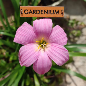 Umbi Bunga Rain Lily Pink Roll - Rainlily Zephyranthes Hybrid