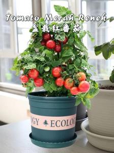 Biji Benih Tomato Renek (30 Seeds)/盆栽小番茄 籽/Dwarf Tomato Seeds
