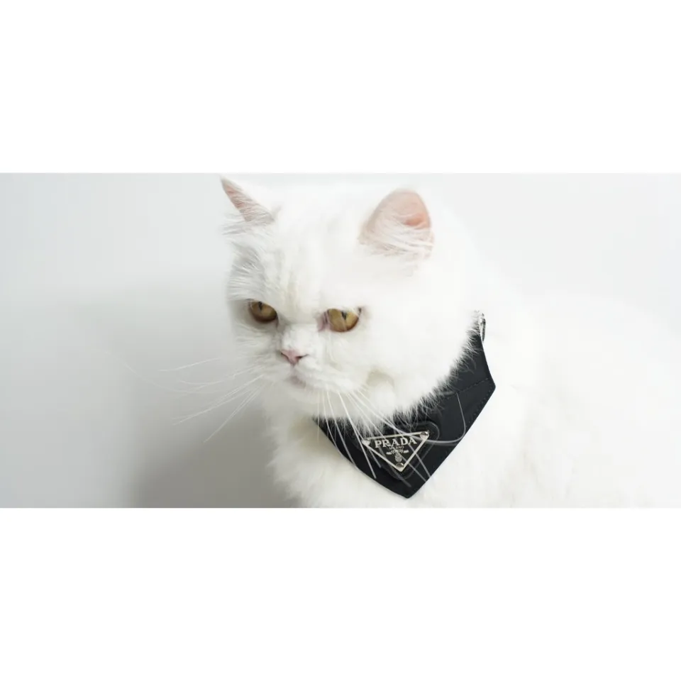 Prada cat hot sale collar