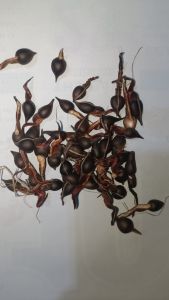 200gram Hạt giống cây gió bầu trầm hương