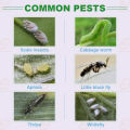 (50g / 250g) Dinotefuran Pesticide Garden Insecticide Kill Scale Insect/Aphids/Whitefly 小白药 呋虫胺. 