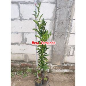 Bibit Jeruk Baby Sudah Berbuah Super