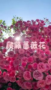 Climbing rose flowers double-petaled large flowers for all seasons climbing rose for wall courtyard and balcony