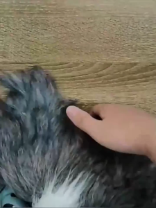 Halloween Animal Costume Cat Head Mask for Cosplay Costume Realistic Latex Mask Festival Supplies