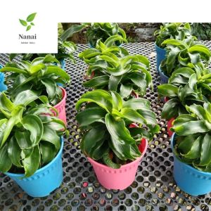 Twisted Draceana( ht 4-6inch. pot size 6inch pot)