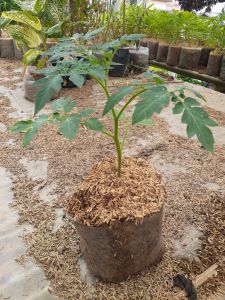 COD Bibit tomat sayur super unggul hidup siap tanam