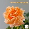 กุหลาบ สีน้ำผึ้ง โกลเด้นท์ บุดด้า Golden Buddha Rose(อเมริกา). 