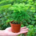 [Easy to grow in Malaysia] Asparagus Fern Tree Seeds (50 Seed) 文竹种子 Potted Asparagus Fern Plant Seed Bonsai Tree Live Plant Evergreen Plant Seeds Air Purifying Indoor Plants Outdoor Real Plant Flower Seeds for Planting & Gardening Garden Decor benih bunga. 