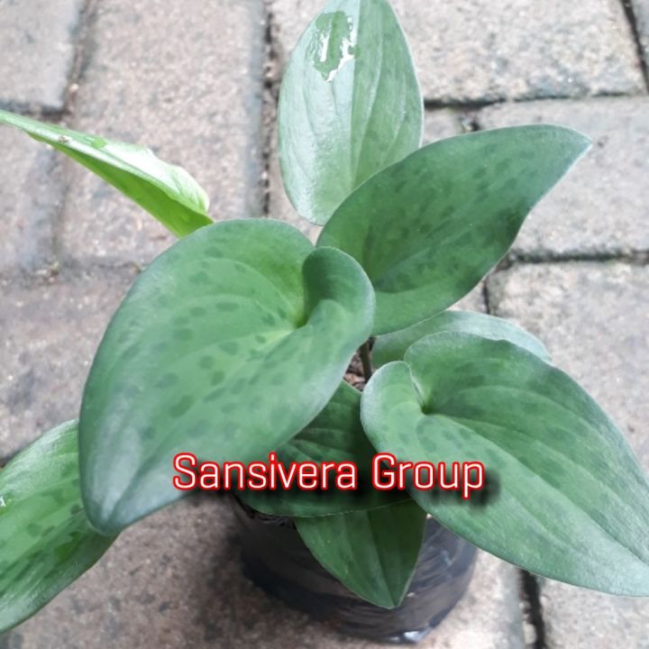 Ona jinsiy aloqa va ogil ekran kamera video Uzbek seks Diana