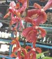 Orkid Mokara orange (tiger). Keratan 1 kaki. 