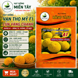 (Gói LỚN 1GRAM khoảng 300 hạt) Hạt Giống Hoa Vạn Thọ Mỹ SUPER A1 -RV - LÙN VÀNG CHANH- Cổ MẬP- bông to Vuông.