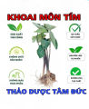 cây khoai môn tím củ to trồng thủy sinh. 