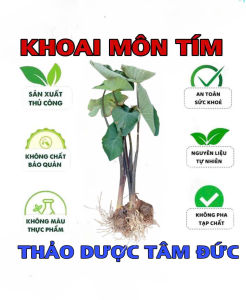 cây khoai môn tím ngọt củ to về trồng