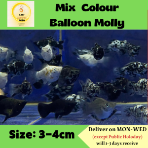 Mix Colour Balloon Molly Fish / Live Fish 杂波子