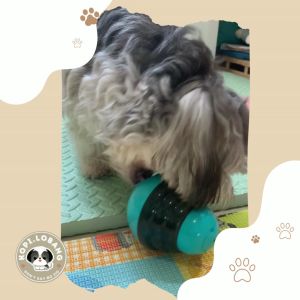 FOOD FEEDER TREAT DISPENSER TOY  FOR DOG AND CAT / FREE  e-Guide Worth $7