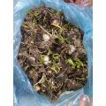 Củ hoa huệ mưa (tóc tiên) 1 CỦ đẹp dễ trồng và chăm sóc chịu nhiệt 4 mùa trồng chậu, sân vườn ban công. 