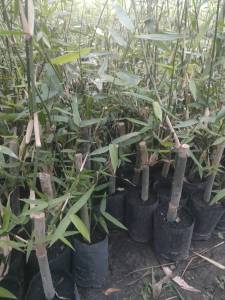 ต้นไผ่บงหวานเพชรน้ำผึ้ง เบอร์9 แพ๊ค2ถุง260บาท พร้อมปลูก