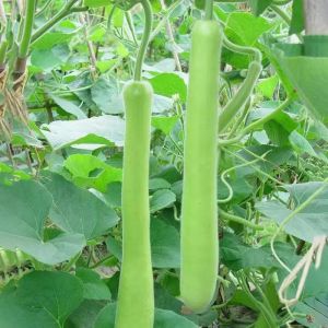 20 Seeds Long Bottle Gourd Seeds-Giant Long Variety Loofah Sponge Gourd UPO Vegetable Seeds Pugua Seeds for Planting Gourd Plants Seeds