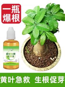 💗🙋‍♀️💗强力生根营养液生根液植物通用营养液树木扦插水培强力生根粉