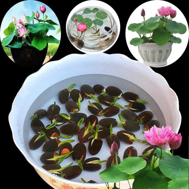 20Pcs Bowl Lotus Flower Seeds Water Lily Home Garden Plants Multi-Color ...