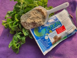 แก้ปัญหาส้วมเต็ม ส้วมตัน ส้วมเหม็น MediumSize! ไซส์กลาง! จุลินทรีย์ผง ขนาดบรรจุ0.5กิโลกรัม180บาท