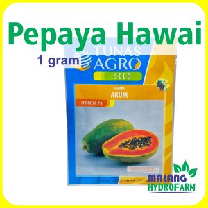 Benih Pepaya Hawai Arum 1 gram Tunas Agro bibit biji buah buahan unggul kates mini kecil bulat sunrise hidroponik hydroponik