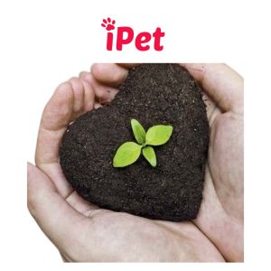 Hạt Giống Trồng Cỏ Mèo Giúp Khạc Búi Lông - iPet Shop