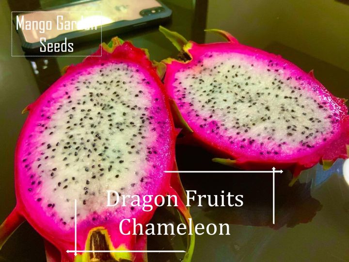 *Rare* Chameleon Dragon Fruits Seeds - 30 Seed *Pot Friendly* Tanam ...