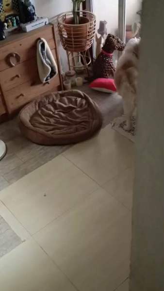 Buyer review video 2