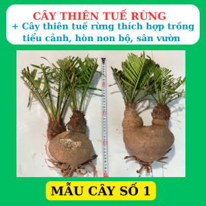 Phôi cây thiên tuế rừng trồng tiểu cảnh hòn non bộ san vườn rất dễ sống