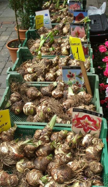 C%E1%BB%A7%20gi%E1%BB%91ng%20hoa%20lan%20hu%E1%BB%87%20%C4%91%E1%BB%8F%20nhung%20-%201%20c%E1%BB%A7%20-%20Image%209