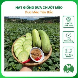 Hạt giống Dưa chuột Mèo (Dưa Mèo Thái Lan) - Gói 1gr - Trồng quanh năm