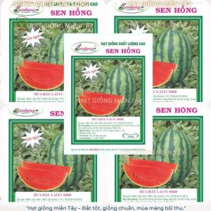 GÓI 500 HẠT GIỐNG SH68 - DƯA HẤU SỌC THÁI TRÁI NGỌT OVAL - HẠT GIỐNG SEN HỒNG cây sinh trưởng khỏe năng xuất cao.