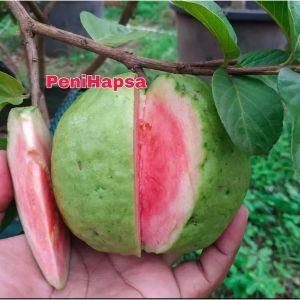 Bibit Buah Jambu Kristal Merah Siap Berbuah