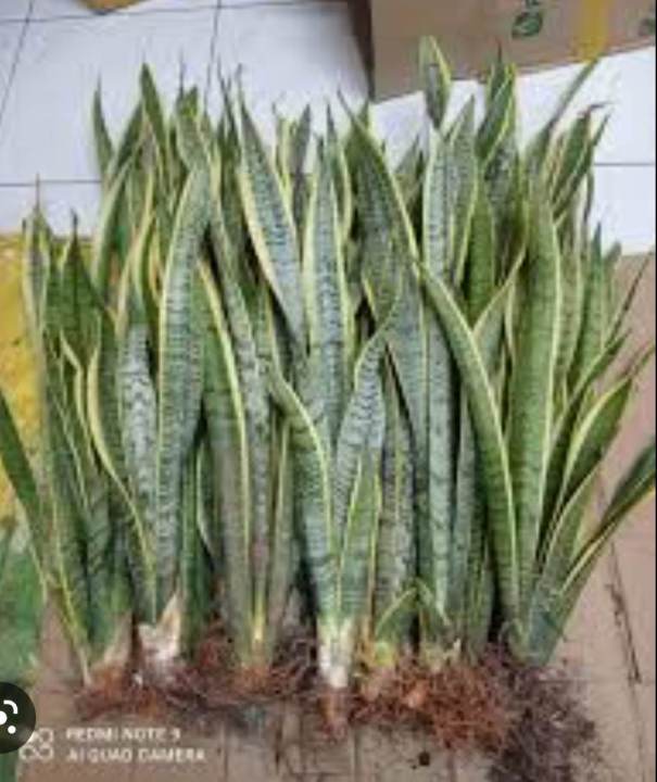Uprooted Snake Plant 3 Leaves (Sansevieria Trifasciata) with FREE white