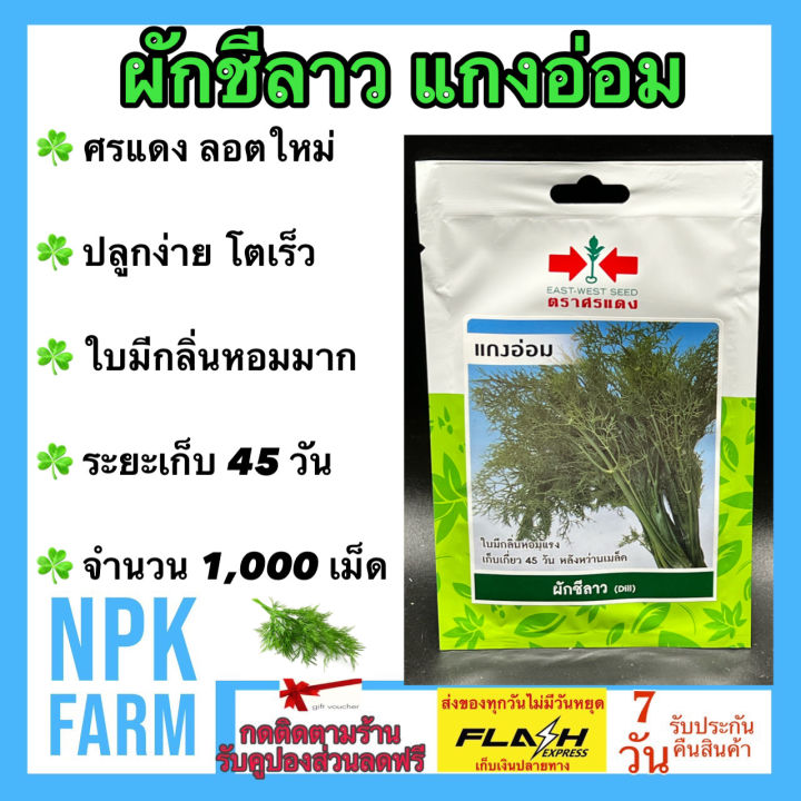 เมล็ดพันธุ์ผักชีลาว ศรแดง แกงอ่อม กลิ่นหอม โตเร็ว