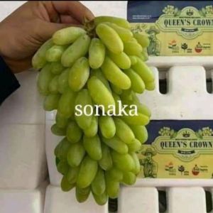 bibit anggur import sonaka (hasil grafting) cepat berbuah