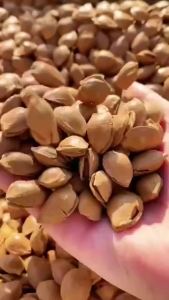 即食开口杏核薄壳五香味坚果年货零食 Instant Dried Apricot Nuts New Years Goods Snacks