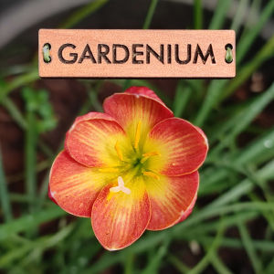 Umbi Bunga Rain Lily Crimson Sunset - Rainlily Zephyranthes Hybrid