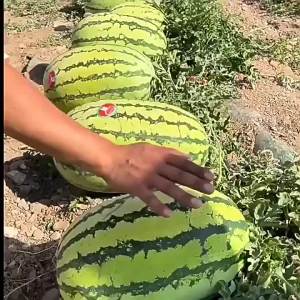 Lazy Melon King Watermelon-Free Fruit Four-Season Vegetables and Fruits