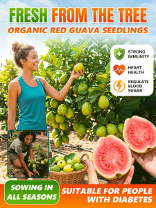 Organic Red Flesh Guava Tree Seedling Fruit Bearing Plant High Vitamin C Easy Grow Tropical Home Garden Plant