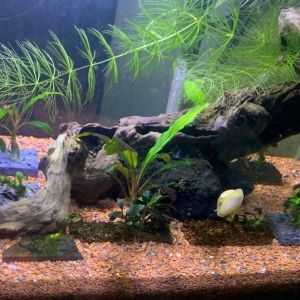 Sạn gốm Ceramic Soil trải nền bể cá thủy sinh Sỏi Ceramic trải nền 1kg