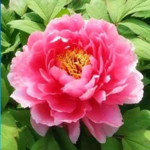 พันธุ์ดอกโบตั๋นในสวน กระถาง ระเบียง สำหรับปลูกในร่มและกลางแจ้ง พันธุ์ดอกไม้ทนความเย็น ปลูกง่าย พันธุ์ดอกโบตั๋นลั่วหยาง